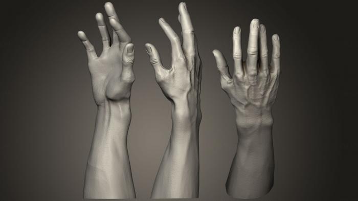 نموذج ثلاثي الأبعاد لآلة CNC تشريح الهياكل العظمية والجماجم يد الذكور 1